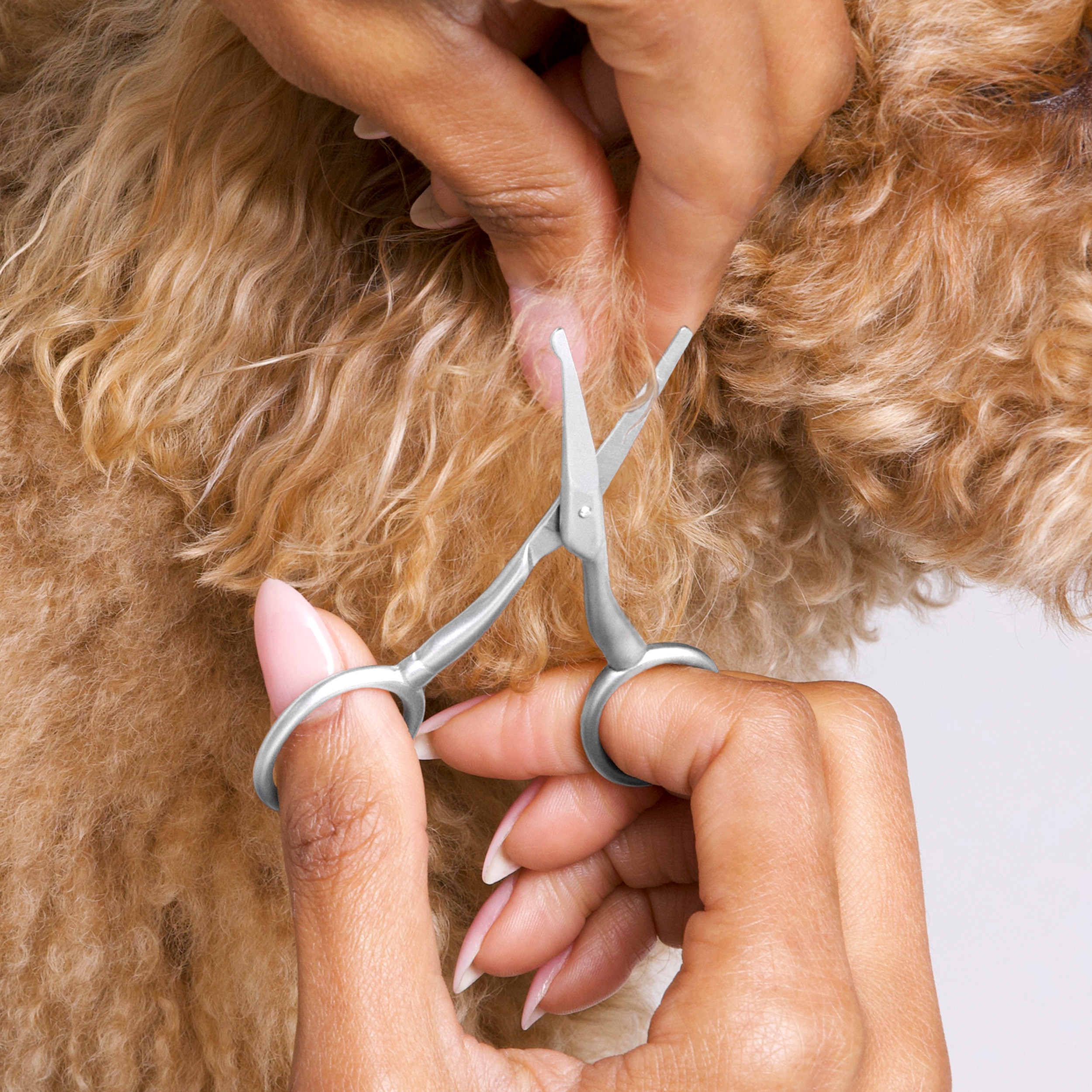 Model using Pet Safety Tip Trimming Scissors to trim fur around dog's face