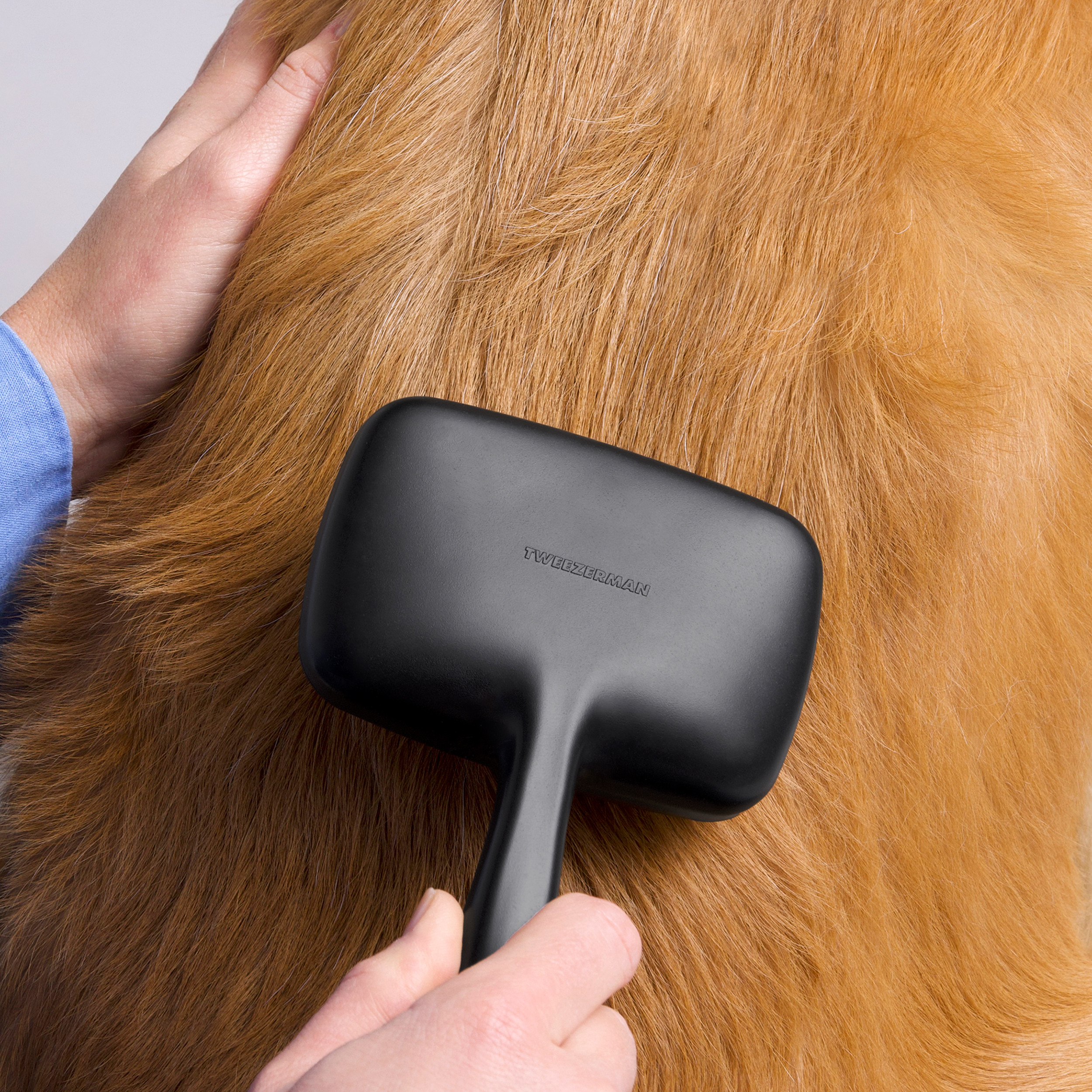 Model brushing Golden retriever dog with Large Coated Tip Slicker Brush